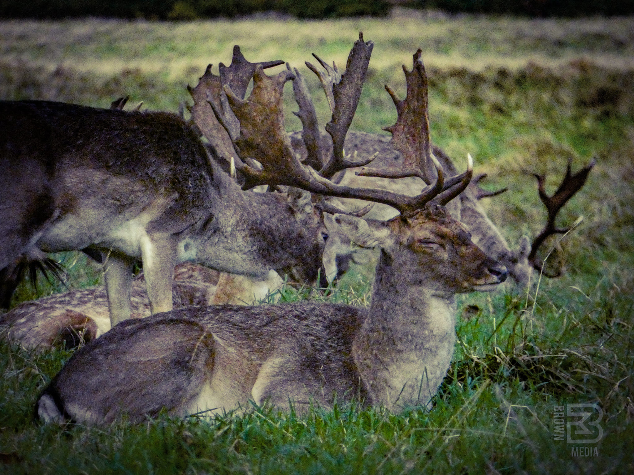 Deer in phoneix park dublin